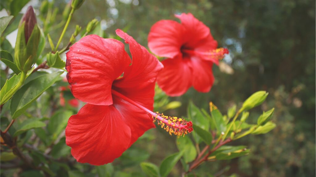 What Hibiscus Flowers Can You Use To Make Tea? — Coffee Tea Club